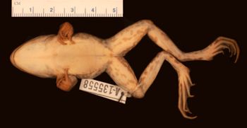 Media type: image;   Herpetology A-135558